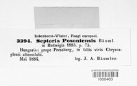 Septoria posoniensis image